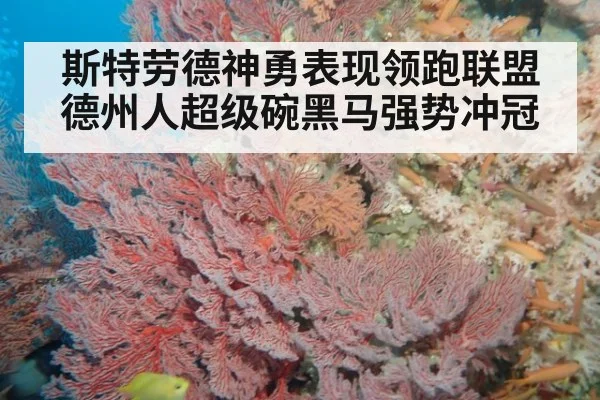 斯特劳德神勇表现领跑联盟 德州人超级碗黑马强势冲冠